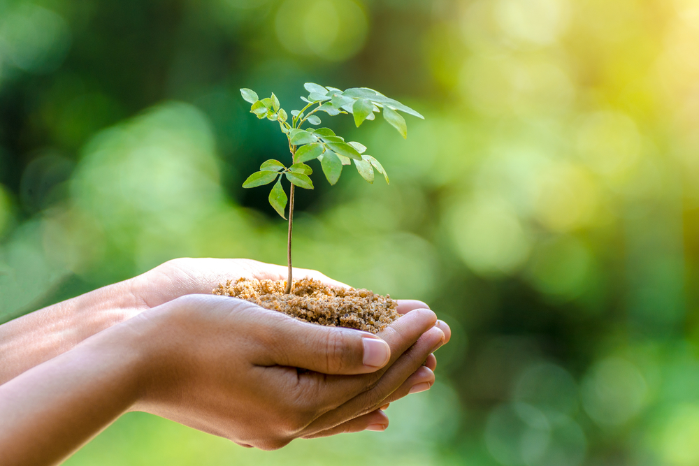 person holding plant