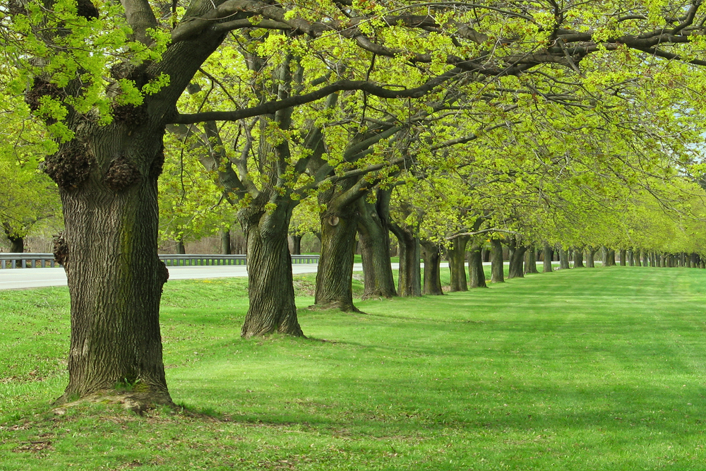 line of tree